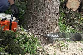 Best Tree Preservation Services  in Richlands, VA