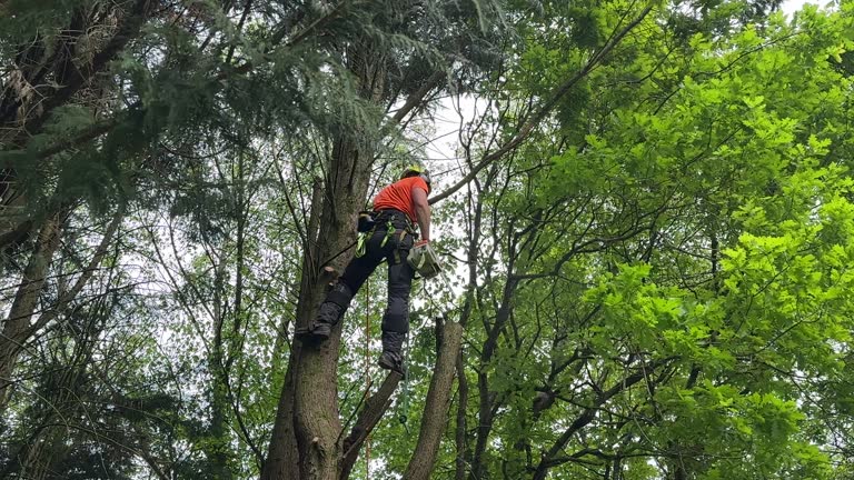 Best Hedge Trimming  in Richlands, VA