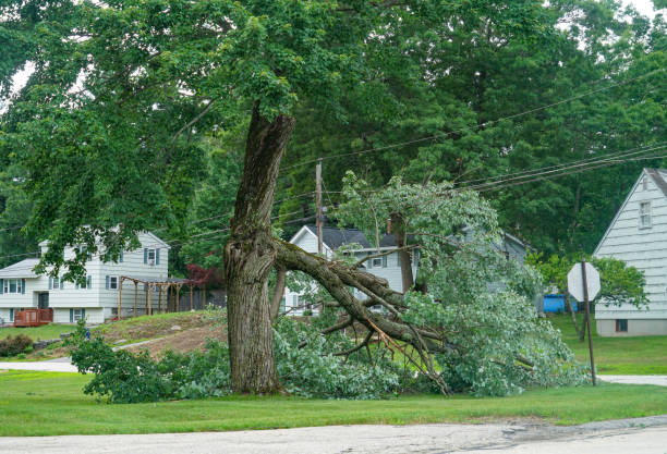 Best Tree Maintenance Programs  in Richlands, VA