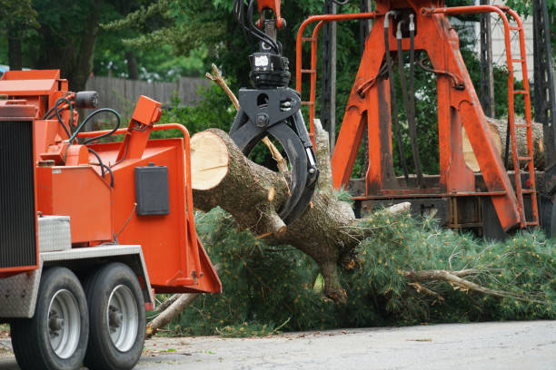 Best Emergency Tree Removal  in Richlands, VA