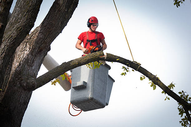 Best Arborist Consultation Services  in Richlands, VA