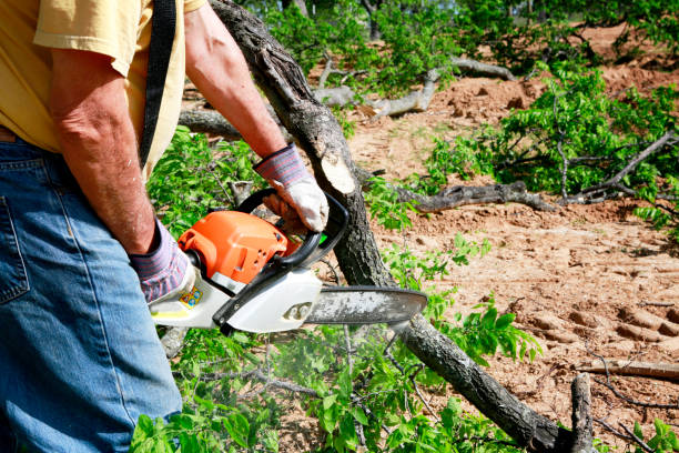 Best Tree Disease Treatment  in Richlands, VA